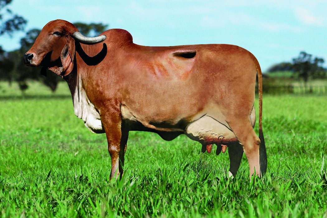 Fatores Ambientais Influenciam Produção In Vitro de Embriões de Gir Leiteiro - Imagem do artigo original