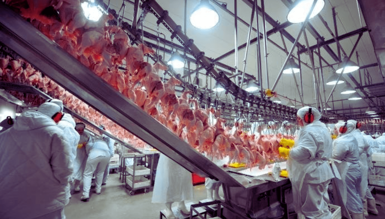 União Europeia Retoma Compra de Frango do Brasil
