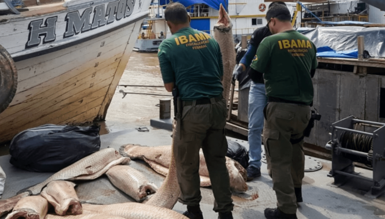 Ibama Apreende 9 Toneladas de Pescado Irregular no ES