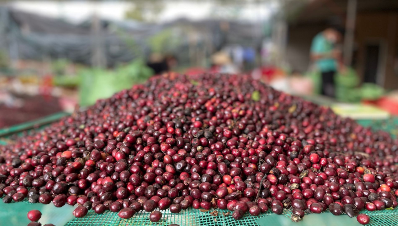 Concursos de Cafés Elevam Preço da Saca a R$ 6 Mil