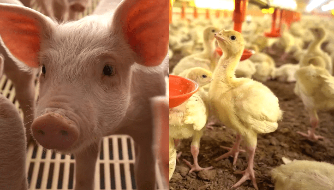 Azerbaijão Autoriza Termoprocessados de Aves e Suínos