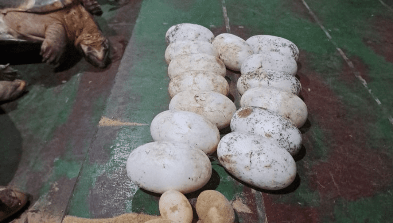 Ibama Apreende 335 Quelônios e 3.324 Ovos no Amazonas