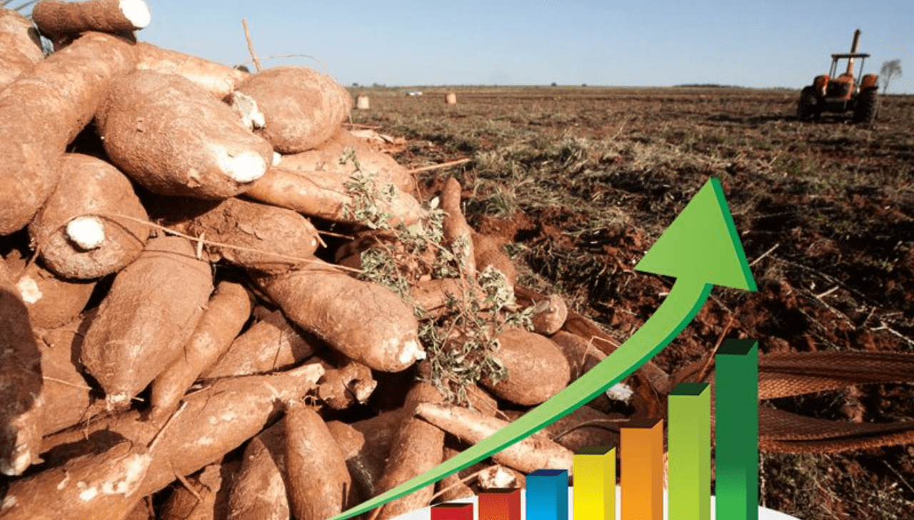 Preço da Mandioca Sobe e Atinge Maior Patamar em 4 Meses