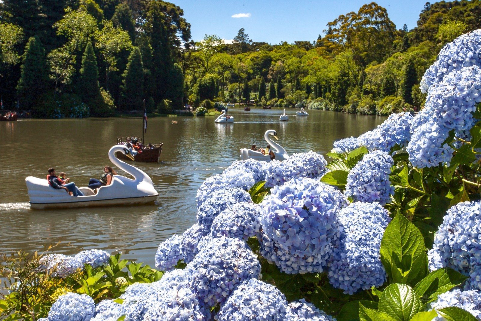 Projeto Hortênsias resgata flor símbolo da Serra Gaúcha - Imagem do artigo original