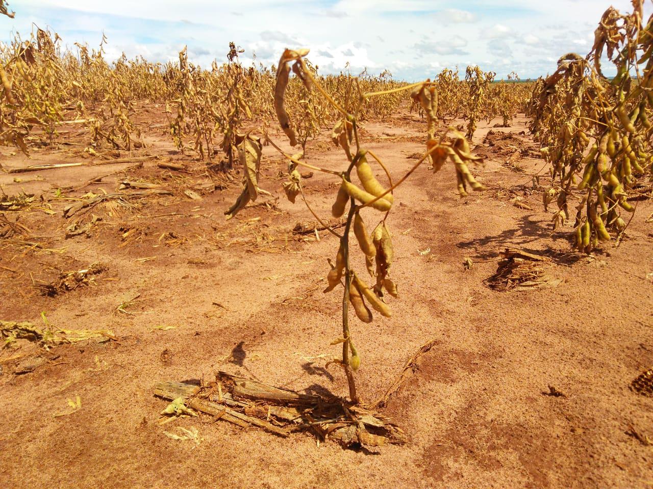 Farsul Aponta R$ 27,4 Bilhões em Dívidas de Produtores - Imagem do artigo original