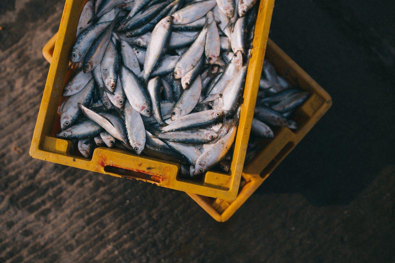Brasil Quer Retomar Exportação de Pescado à União Europeia - Imagem do artigo original