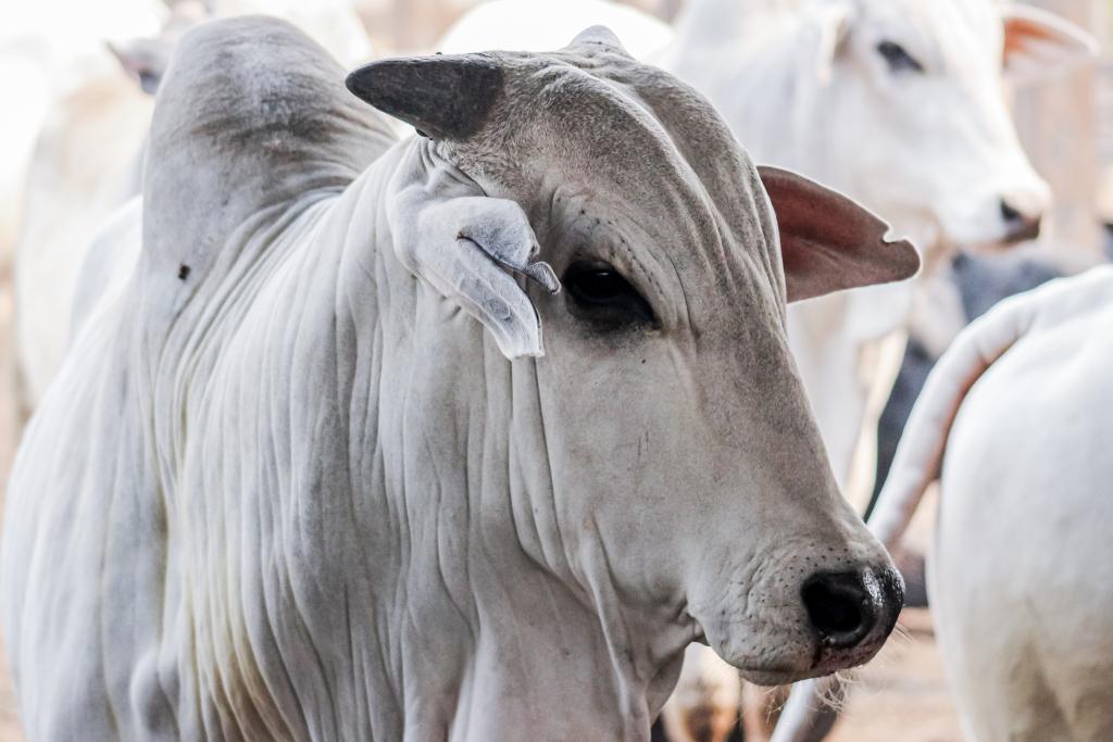 Preços Do Boi Gordo Estagnam Apesar De Exportações Altas