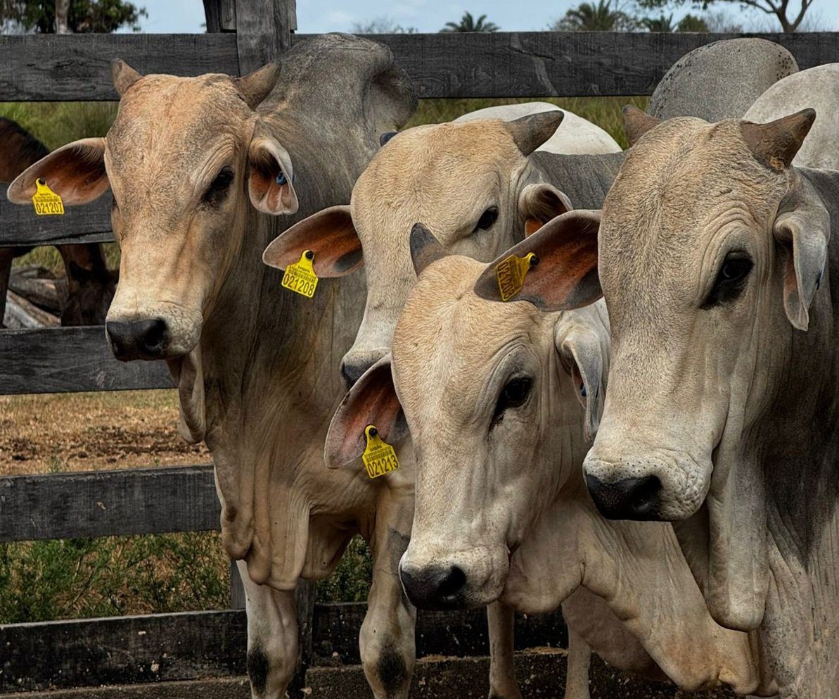 JBS Distribui 123,7 Mil Brincos de Rastreamento no Pará - Imagem do artigo original