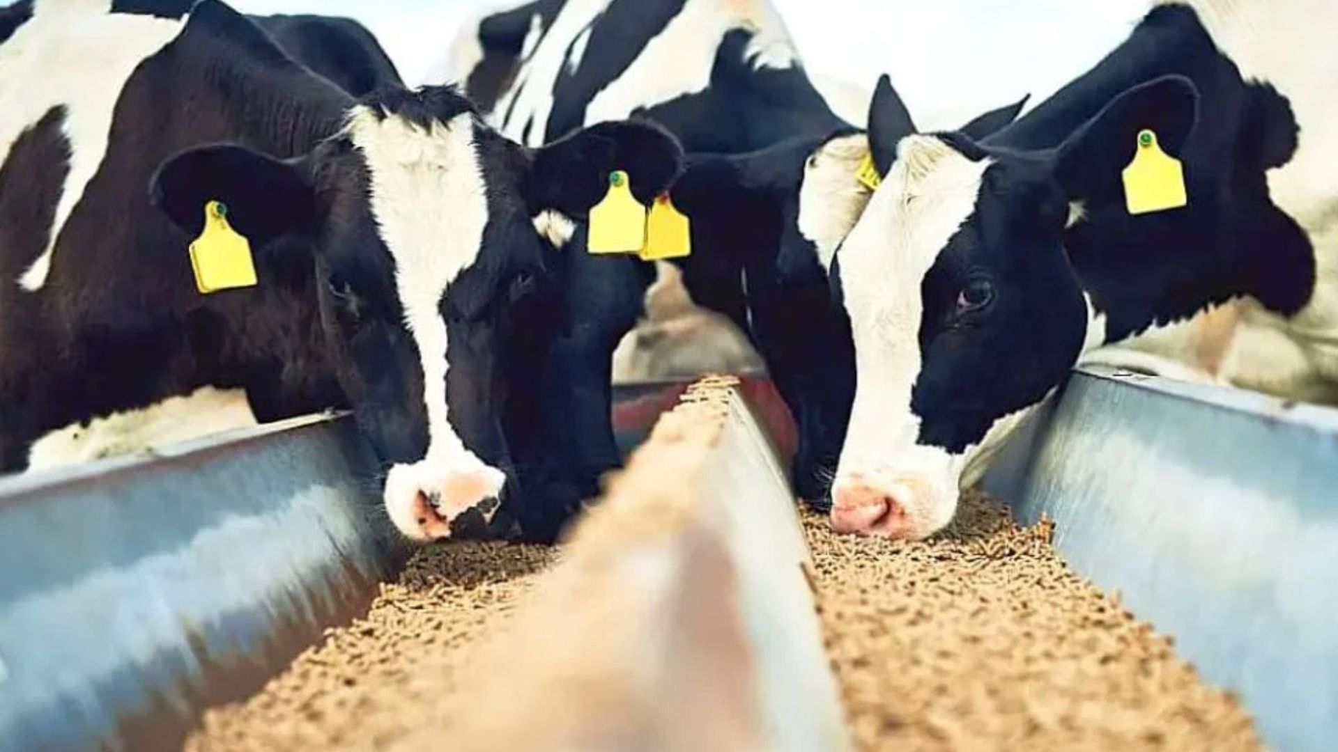 Excesso de Concentrado Ameaça Saúde Ruminal de Vacas - Imagem do artigo original