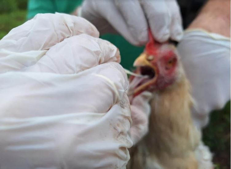 FAO Debate Estratégias Contra Gripe Aviária no Brasil