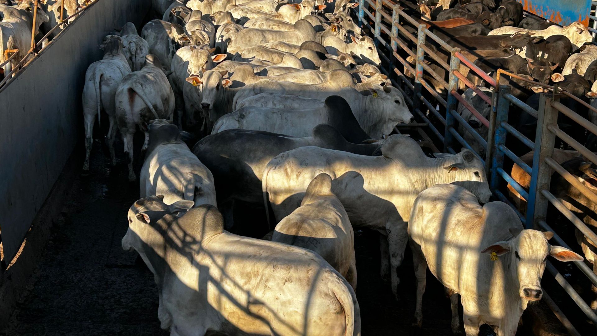 Confinamento em MG Gera Boiada de 22 Arrobas - Imagem do artigo original