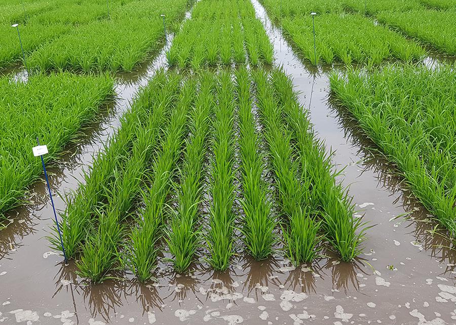 Produtividade de Arroz Gaúcho Atinge Recorde Histórico - Imagem do artigo original