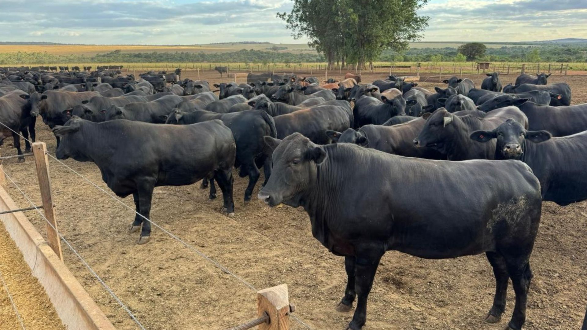 Tuberculose Bovina Impede Exportação e Gera Prejuízos - Imagem do artigo original