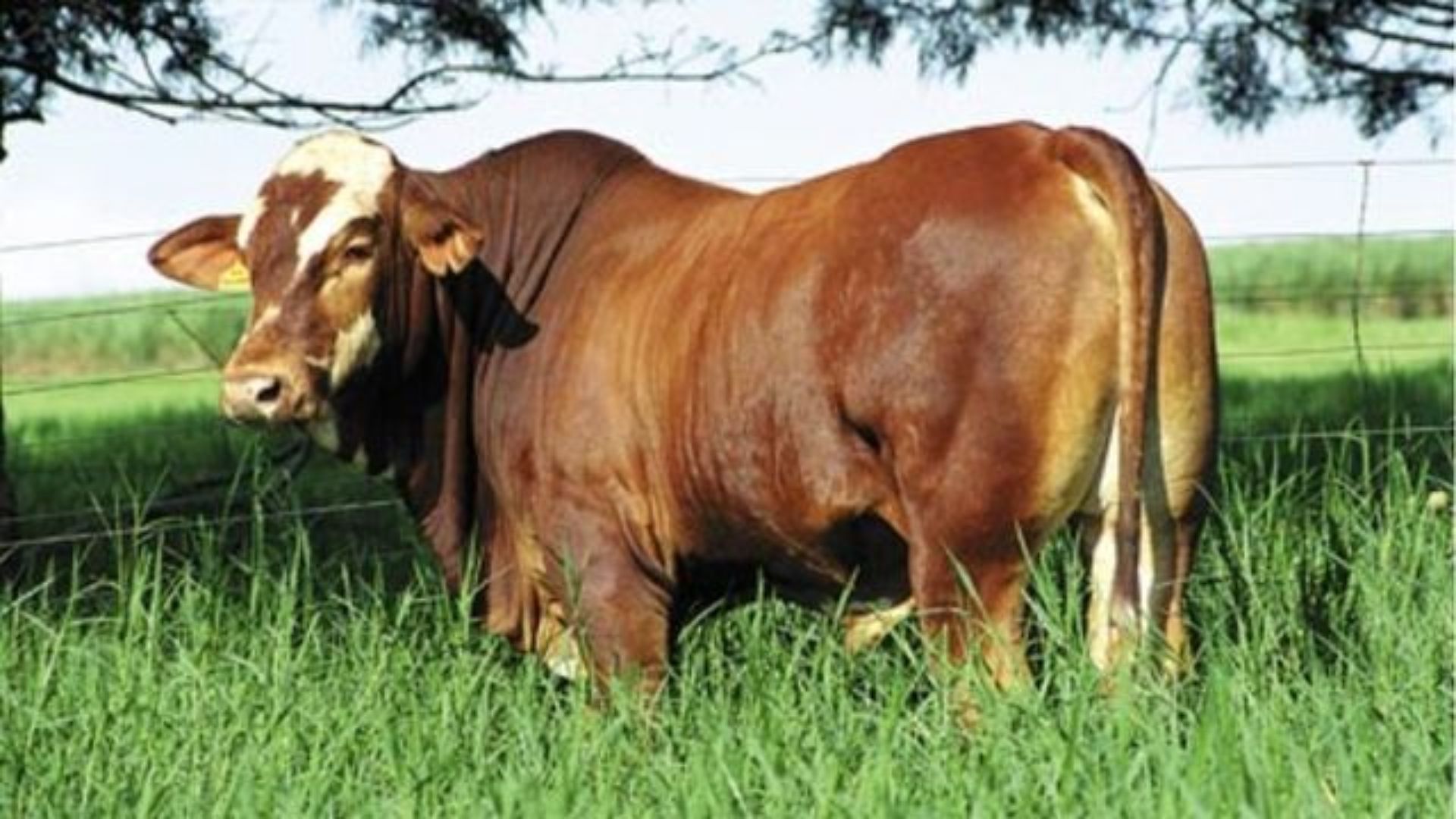 Zadra Indica Raças para Cruzamento de Gado de Corte - Imagem do artigo original