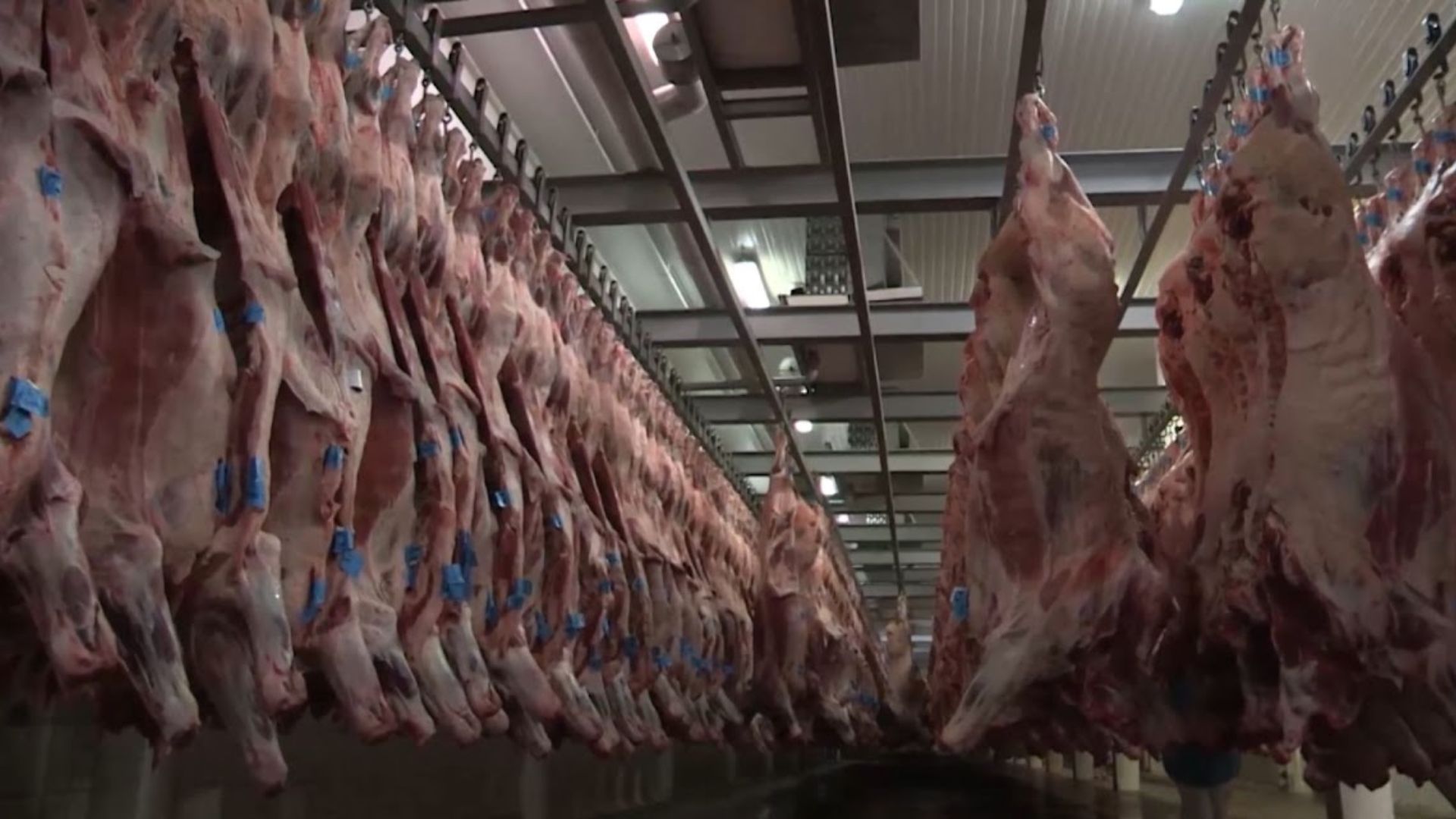 Pecuaristas dos EUA Pedem Suspensão da Carne do Brasil - Imagem do artigo original