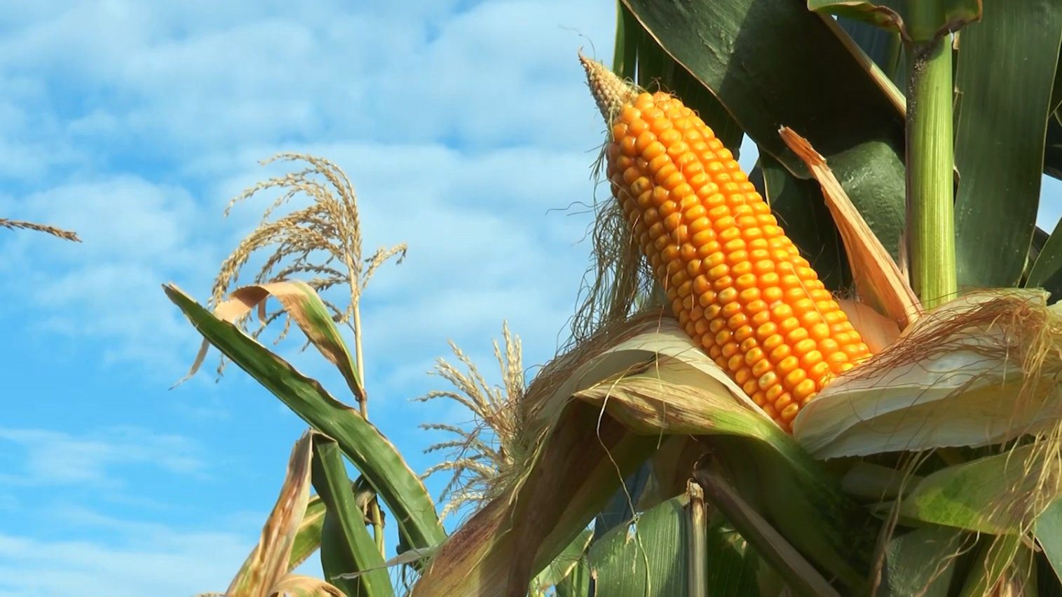USDA Corta Previsão Mundial de Milho para 2025/26 - Imagem do artigo original