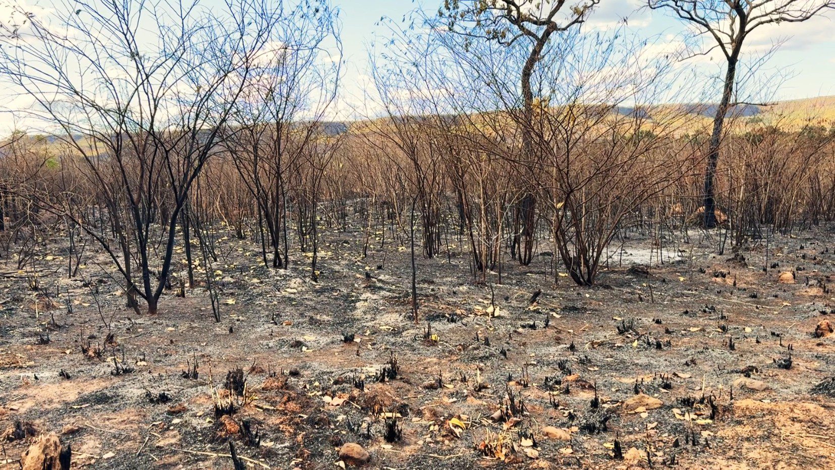 Cerrado Registra 81,4 Mil Focos de Incêndio em 2024 - Imagem do artigo original