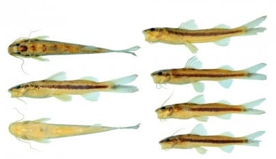 Unesp Identifica Nova Espécie de Bagre no Rio Xingu - Imagem do artigo original