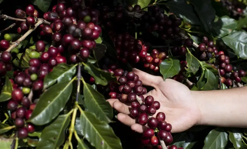 Conectividade Alcança 69% das Lavouras de Café no Brasil - Imagem do artigo original