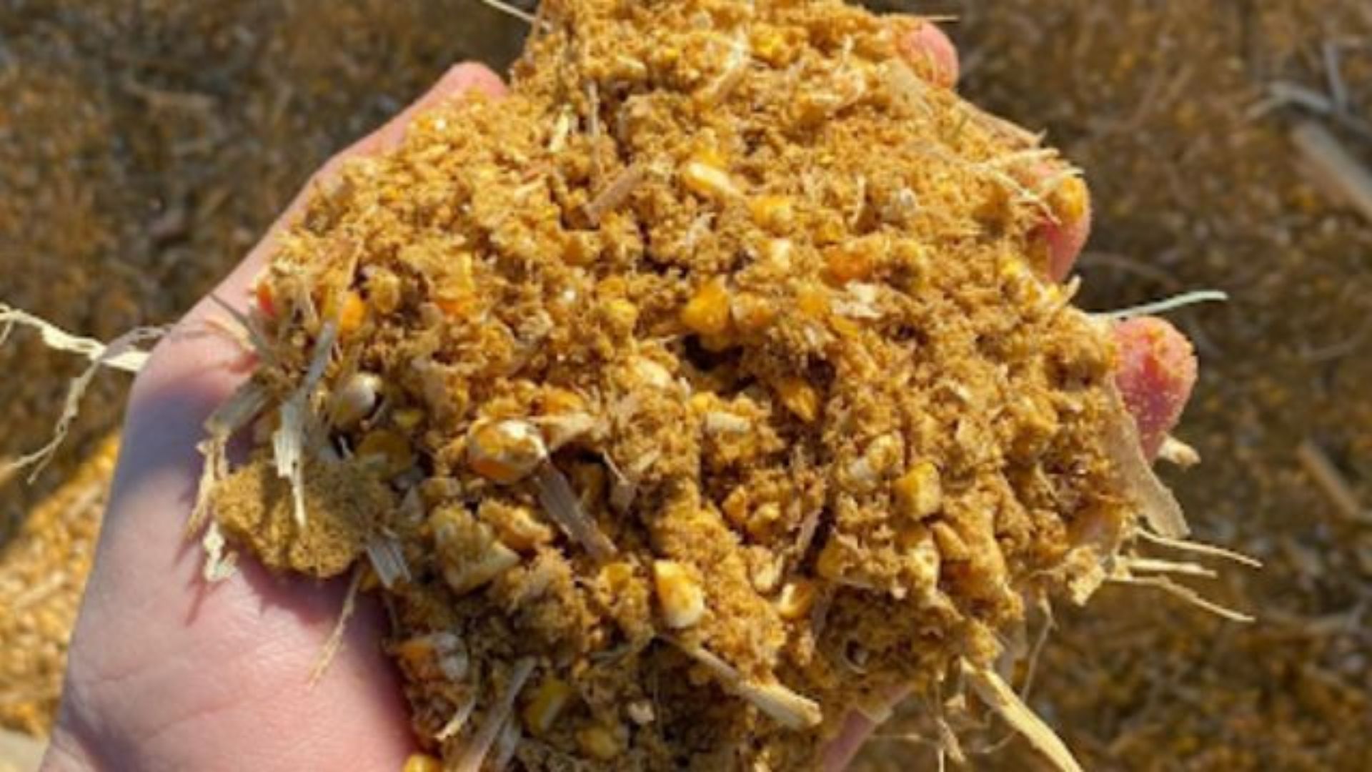 Silagem De Milho Com 52% De Matéria Seca Exige Cuidados - Imagem do artigo original