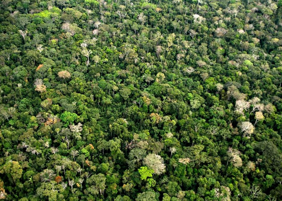 Amazônia Perde 52 Milhões de Ha de Vegetação em 40 Anos - Imagem do artigo original