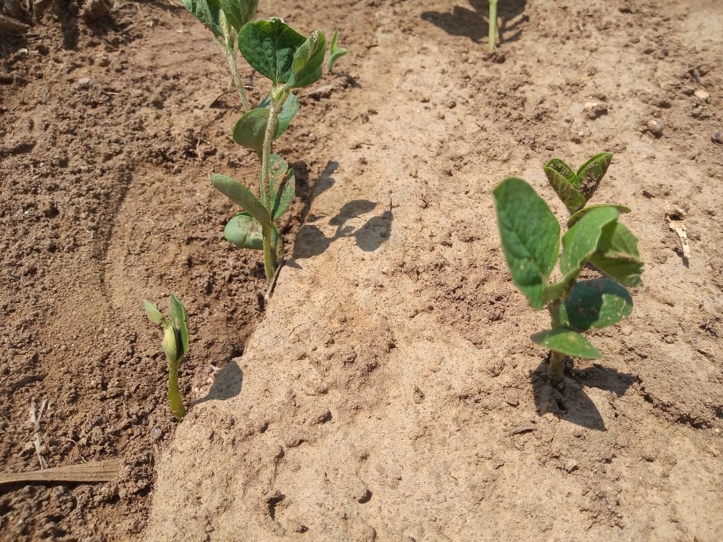 Vazio Sanitário Encerra e Libera Plantio de Soja em SP, BA, MS e PA - Imagem do artigo original