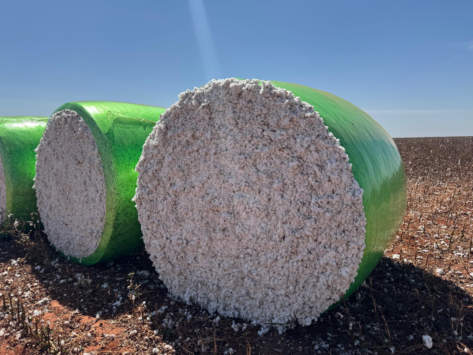 Adab Altera Prazo Do Vazio Sanitário Do Algodão Na Bahia - Imagem do artigo original