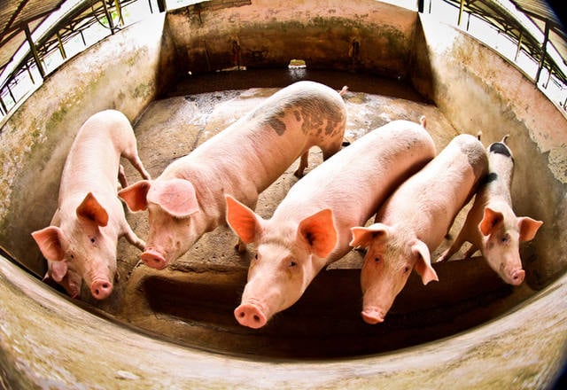 Chile Assume 2º Lugar Entre Destinos da Carne Suína - Imagem do artigo original