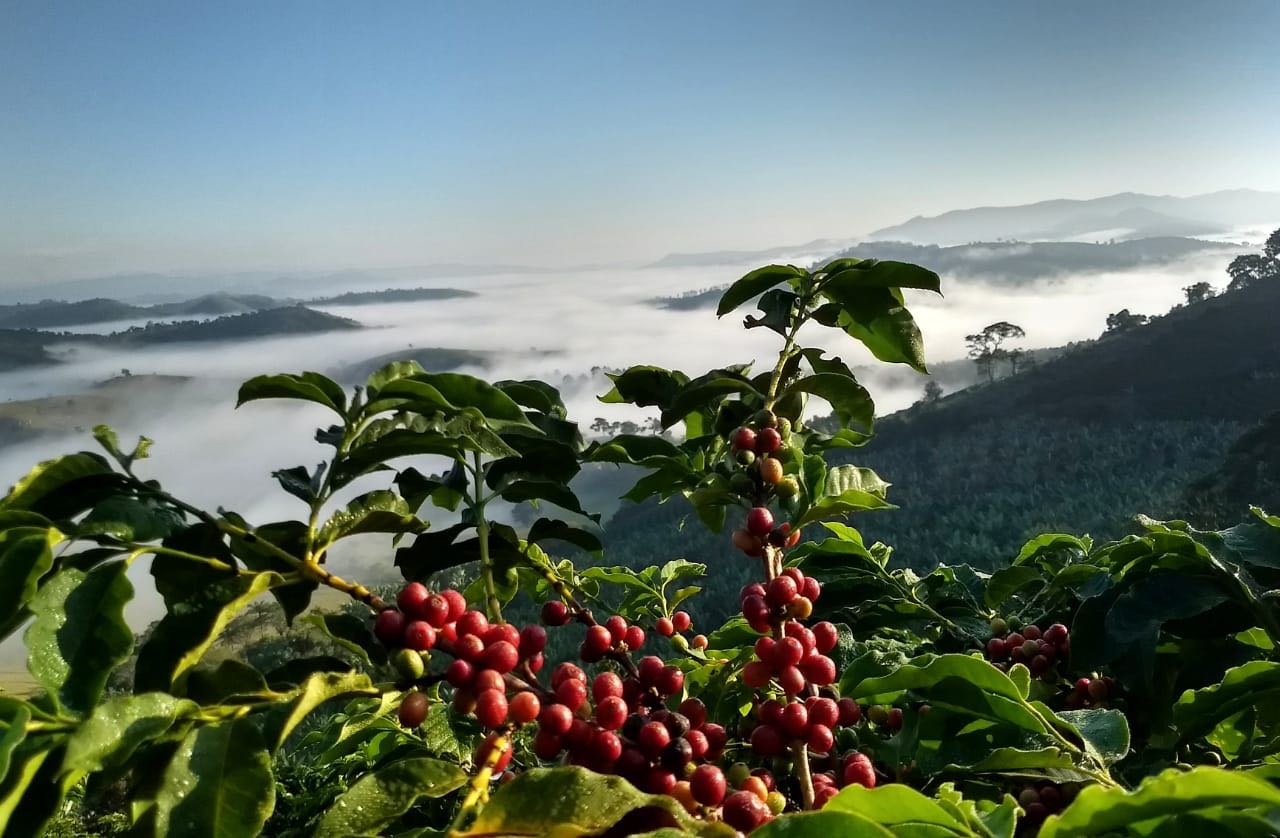 VBP Agropecuário de Minas Deve Bater R$ 168,3 Bi em 2025 - Imagem do artigo original