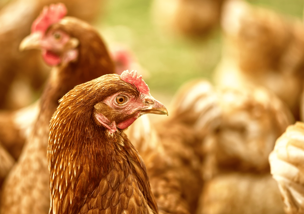 Brasil Bate Recorde de Aves Comerciais e Ovos em 2024 - Imagem do artigo original
