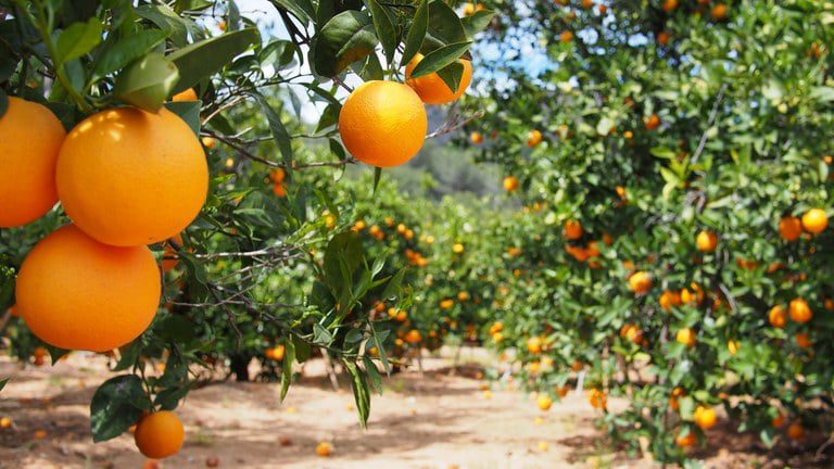 Produção de Laranja na Flórida Cai ao Menor Nível Desde 1930