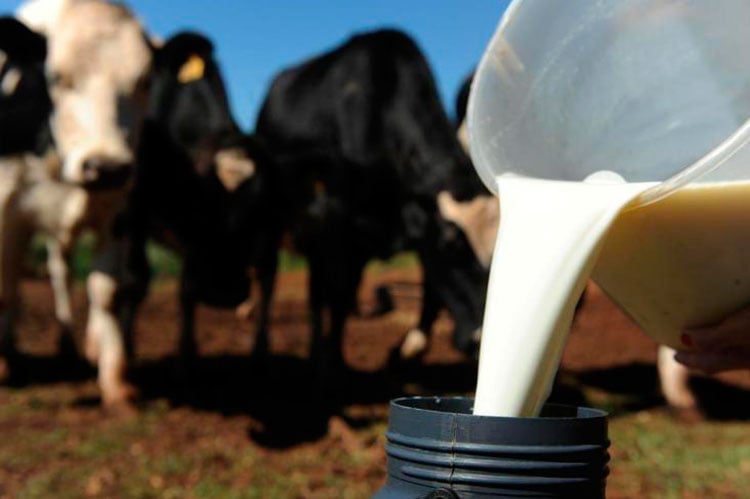Produção De Leite Bate Recorde De 35,7 Bilhões De Litros