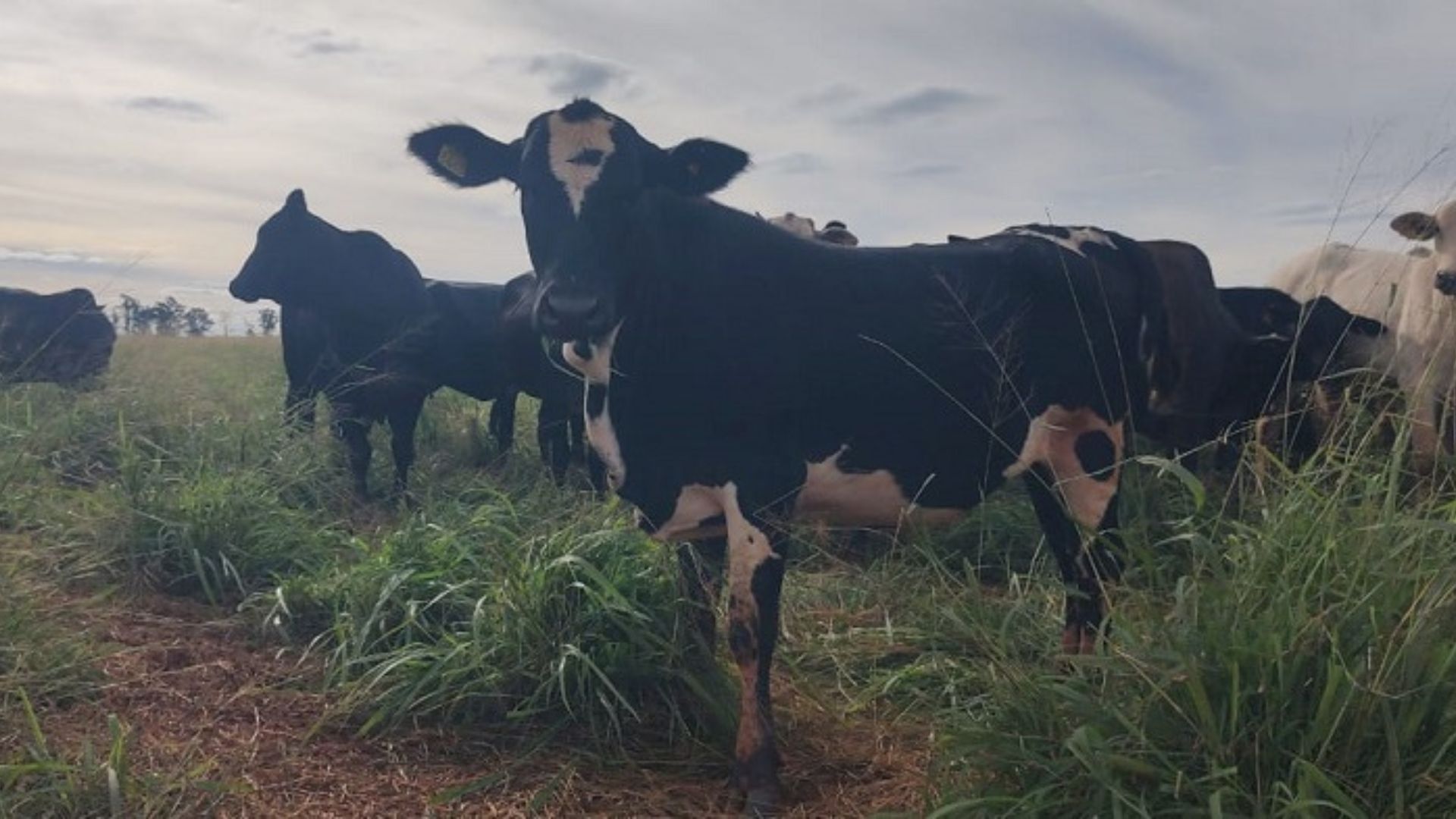 Tecnologia Antecipasto amplia produção de carne na seca - Imagem do artigo original