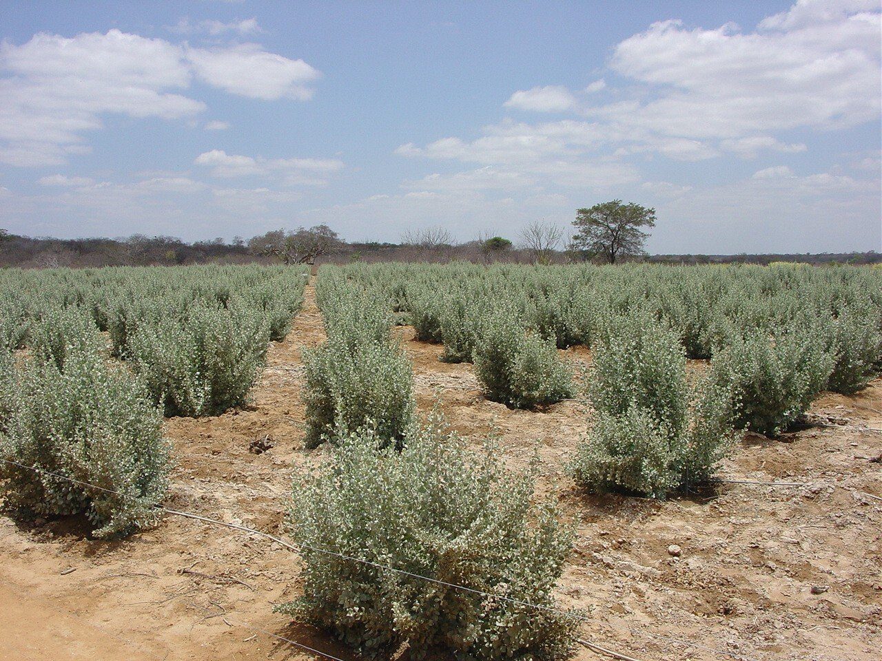 Projeto Sal da Terra Investirá R$ 20 Mi em Agricultura Biossalina - Imagem do artigo original