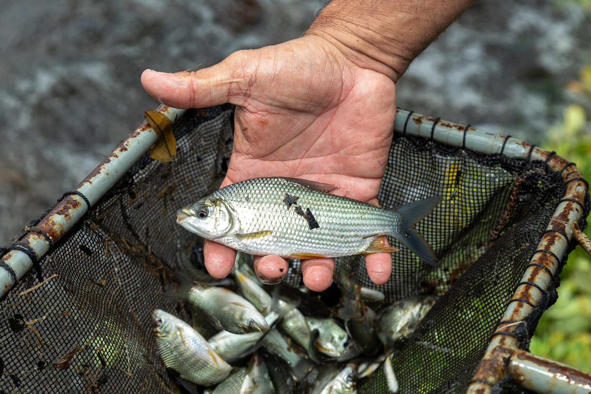 Contaminação De Peixes Por Microplásticos Ameaça Soja E Café - Imagem do artigo original