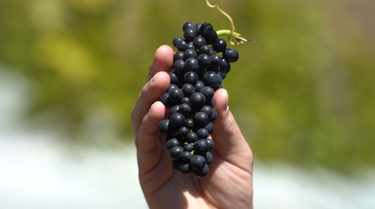 Colheita de Inverno Impulsiona Vinhos em Pedra Azul - Imagem do artigo original