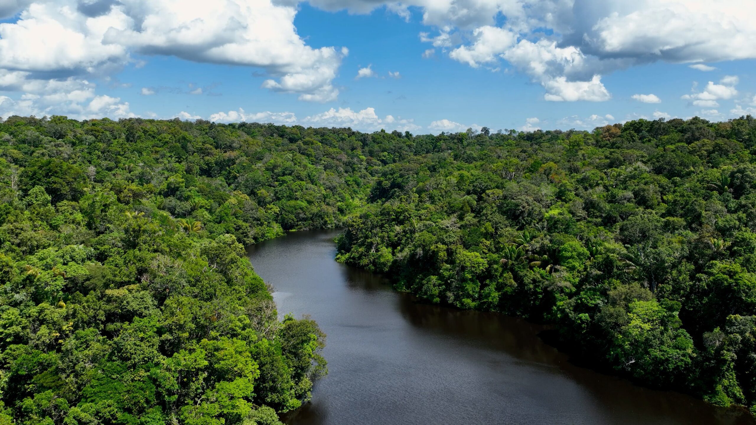 Brasil Anuncia US$ 1 Bi para Fundo de Florestas Tropicais - Imagem do artigo original