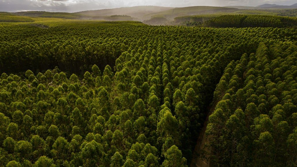 Produção Florestal Sobe 16,7% e Alcança R$ 44,3 Bi - Imagem do artigo original