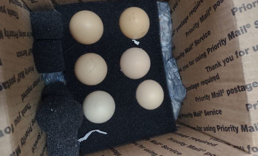 Vigiagro Barra Envio de Ovos dos EUA no Aeroporto do Rio - Imagem do artigo original