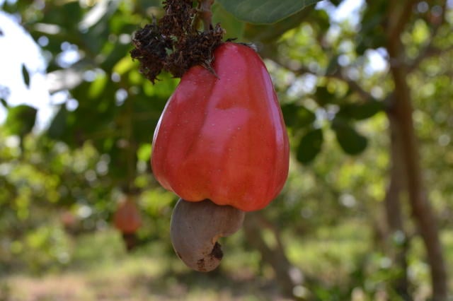 Cajueiro-Anão Atinge 1.000 kg/ha no Semiárido - Imagem do artigo original