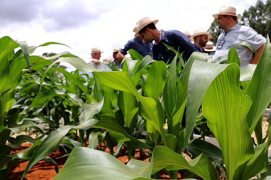 Paraná Amplia Área de Milho em 19%, Aponta Deral - Imagem do artigo original