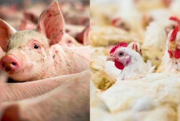 Azerbaijão Autoriza Termoprocessados de Aves e Suínos - Imagem do artigo original