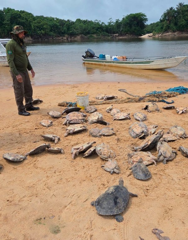 Ibama Apreende 335 Quelônios e 3.324 Ovos no Amazonas - Imagem do artigo original
