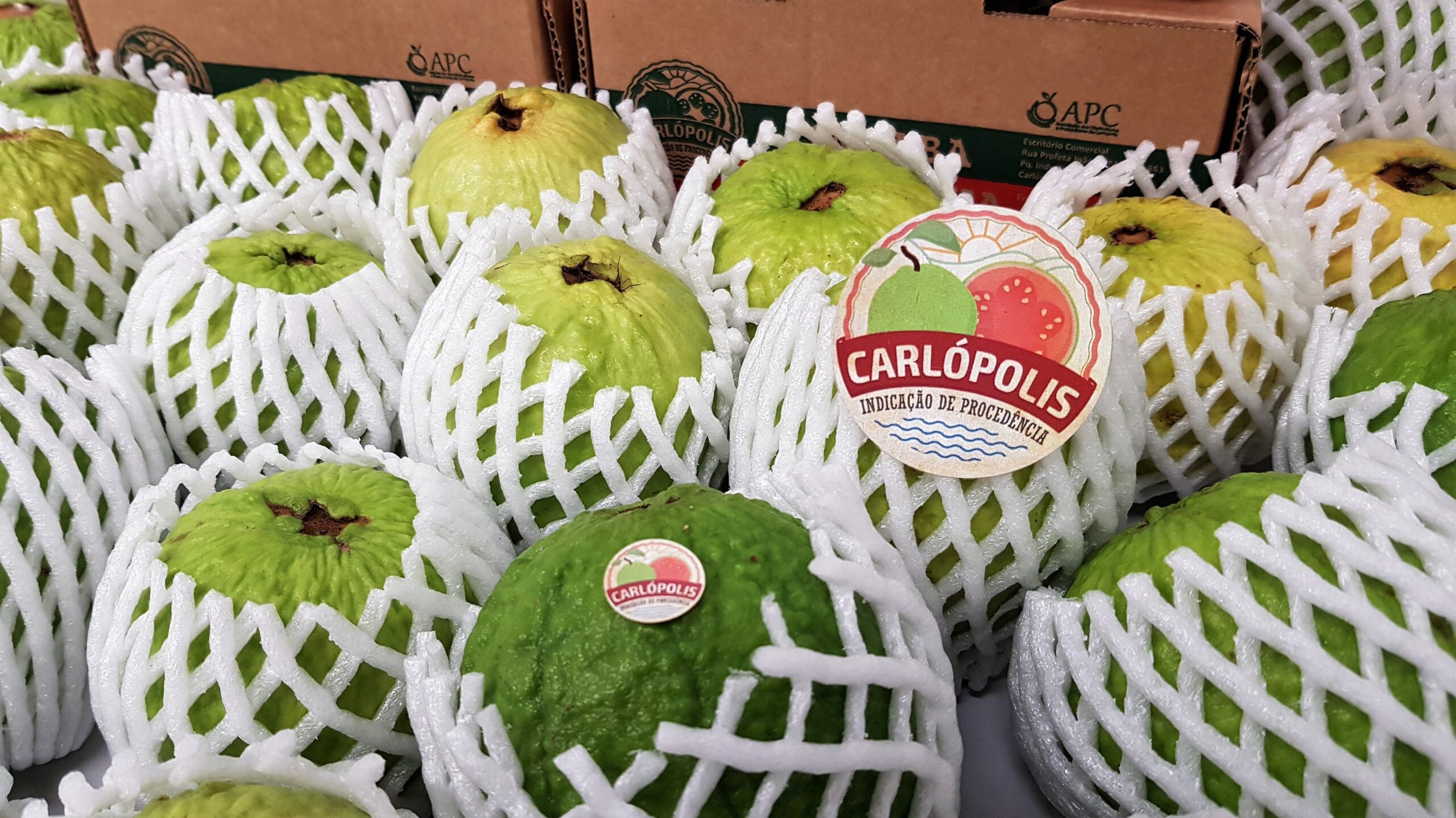 Goiaba de Carlópolis mira mercado europeu em feira de Madrid - Imagem do artigo original