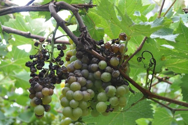 Produtores Recuperam 95% das Uvas com Plano da Embrapa