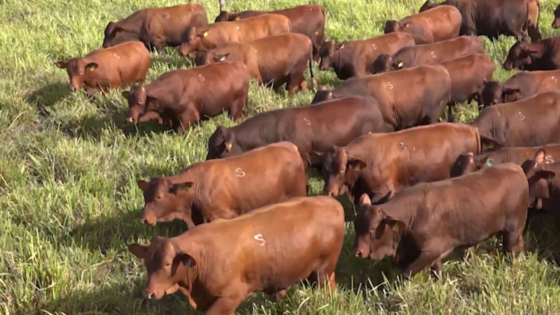 Santa Gertrudis Eleva Ganho De Peso Em Cruzamentos a Pasto - Imagem do artigo original