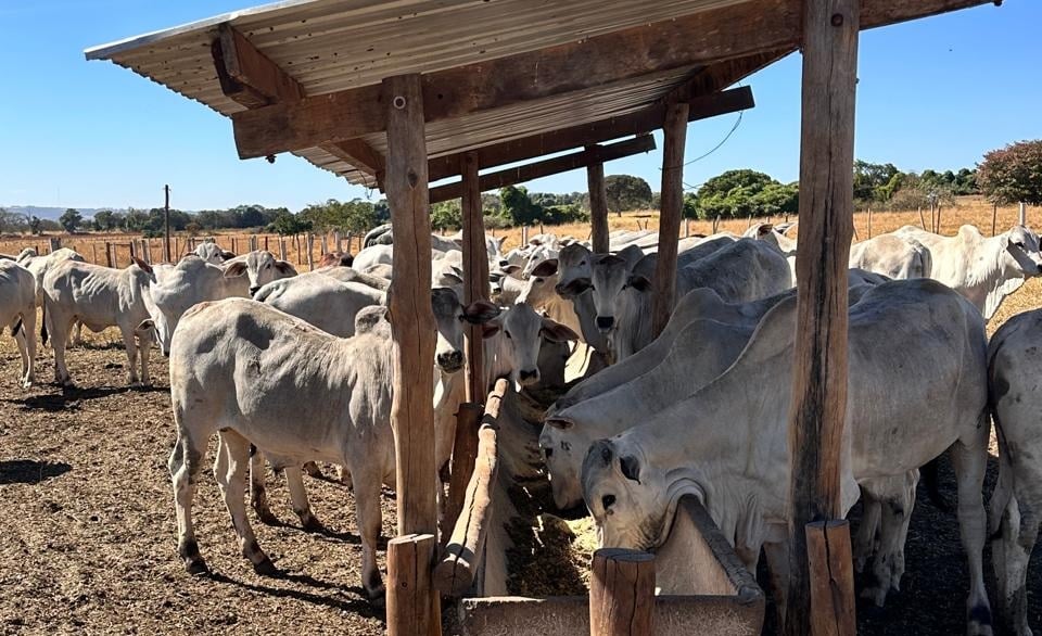 Dieta Energética Impulsiona Embriões em Novilhas e Triplica Lucro - Imagem do artigo original
