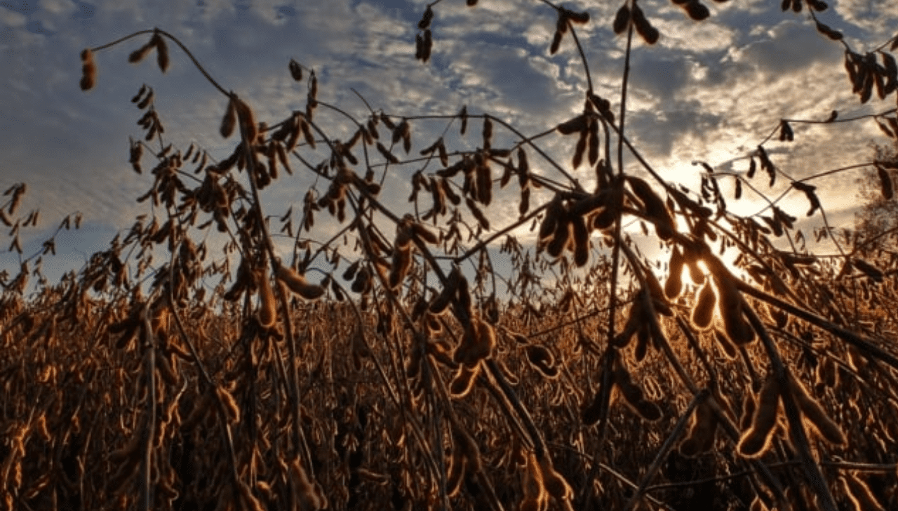 Incerteza Domina Safra de Soja 25/26, Diz Aprosoja