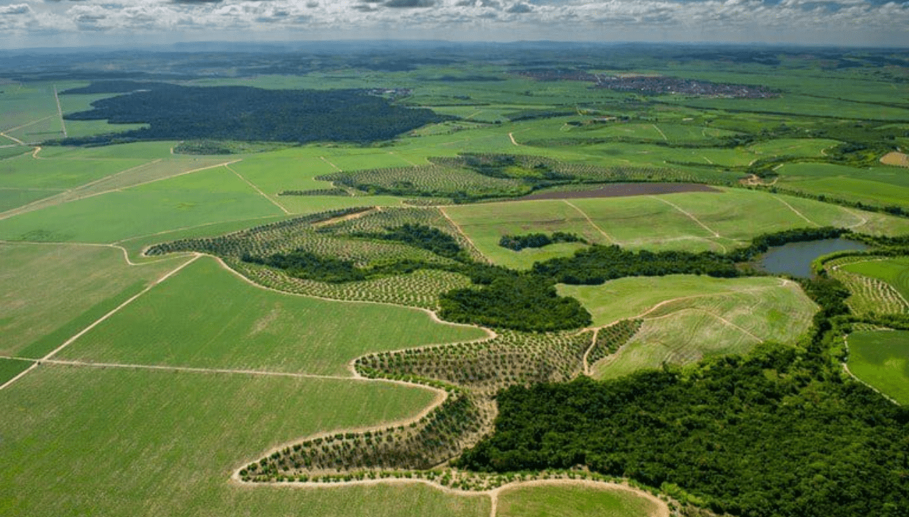 Sistema Siflor Agiliza Recuperação de Áreas Embargadas no Pará