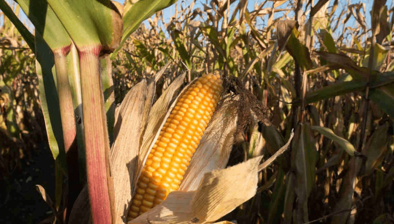 Soja e Milho Oscilam em Chicago sem Dados do USDA
